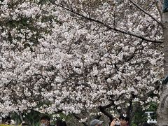 -武汉大学-樱园