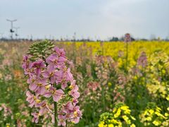 -中国天府农业博览园