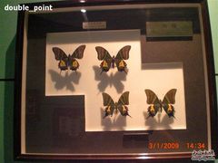 -上海昆虫博物馆