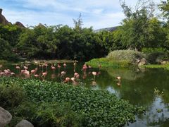 -芽庄珍珠岛游乐园