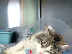 -纳吉亚猫专科动物医院博雅分院