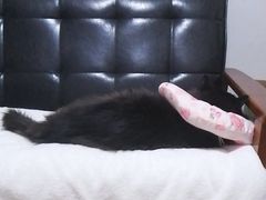 -纳吉亚猫专科动物诊疗中心(蒋宅口分院)