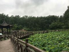 -合肥滨湖国家森林公园