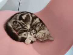 -三花喵·撸猫购宠·宠物生活馆(虹桥南丰城店)