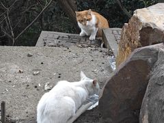 -惠山国家森林公园