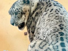 -青藏高原野生动物园