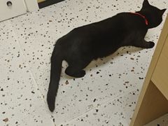 -瑞派康怡24h宠物医院·犬猫医疗中心·微创绝育(瑞景分院)