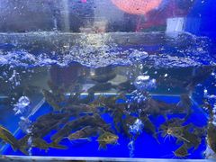 -石锅苗苗鱼(武汉首店)