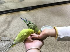 -上海大自然野生昆虫馆(东方明珠·爬宠昆虫探索中心)