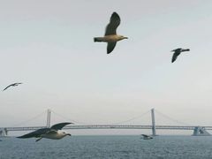 -星海湾跨海大桥