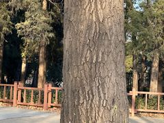 -莲花池公园