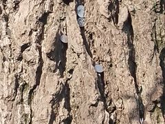 -苏州上方山国家森林公园