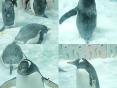 -正佳极地海洋世界