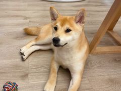 -浣熊柯尔鸭土拨鼠·电玩咖
