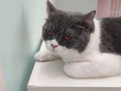 -酷豆宠物咖啡·宠物美食·撸猫馆