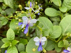 -华南国家植物园-售票处