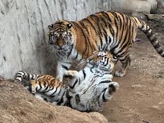 -西霞口神雕山野生动物世界