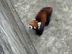 -昆明动物园