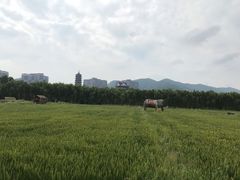 -长兴太湖图影湿地文化园