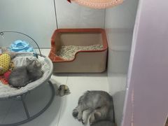 -1013 PET SHOP精品宠物商店(丁香店)