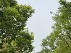 -塘沽森林公园