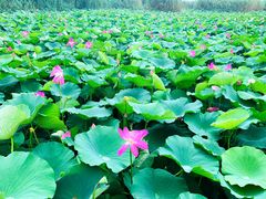 -洪湖生态旅游区