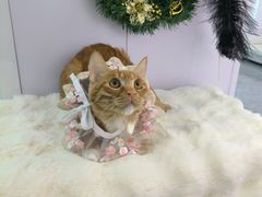 -爱洗澡的猫(望京店)