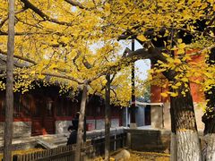 -大觉寺-停车场