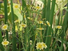 -三圣花乡旅游区