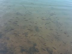 -广州白江湖森林公园