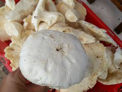 -蘑统田下·野生菌火锅