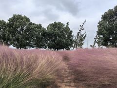 -西京湾花海
