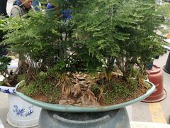 -中环花鸟鱼虫市场
