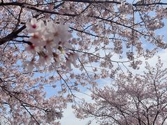 -顾村公园
