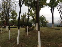 -铁山坪森林公园