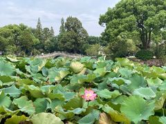 -无锡蠡湖国家湿地公园-蠡园