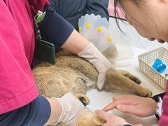 -纳吉亚猫专科动物医院博雅分院