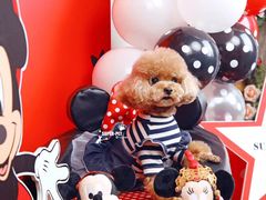 -超宠爱宠物摄影-Super pet