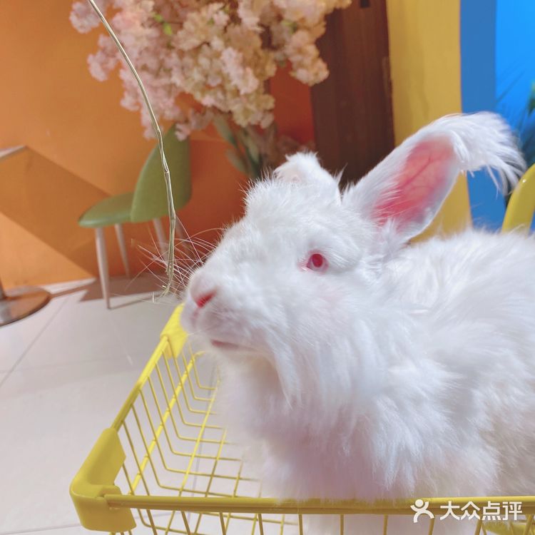 人形种草机 今天又营业了 有一家宝藏店铺 坐落在郑州