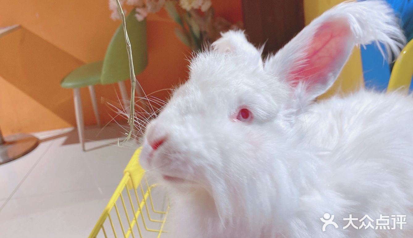 人形种草机 今天又营业了 有一家宝藏店铺 坐落在郑州