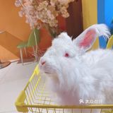 人形种草机 今天又营业了 有一家宝藏店铺 坐落在郑州