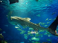 -烟台海昌鲸鲨海洋公园