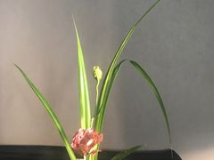 -荷兰布尔玛国际花艺学院