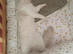 -东方名猫馆·英短金渐层布偶猫舍(环线广场1号楼店)