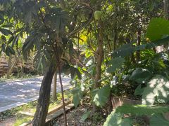 -海南槟榔谷黎苗文化旅游区