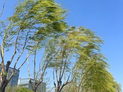 -天津东丽湖风景区