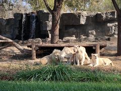 -北京野生动物园