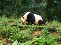 -中国大熊猫保护研究中心雅安碧峰峡基地