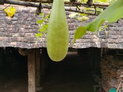-曼丢傣家古寨