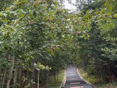 -冶父山国家森林公园